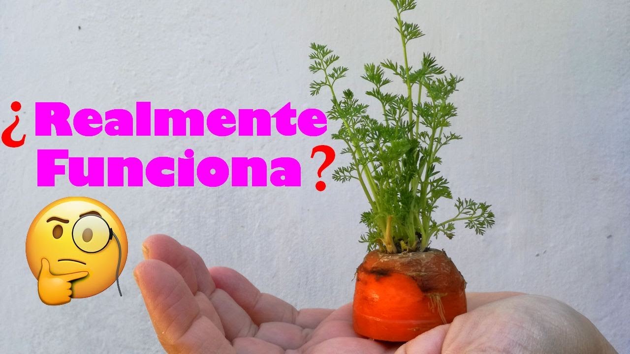 C&oacute;mo sembrar ZANAHORIAS sin Semillas / Experimento Rebrote