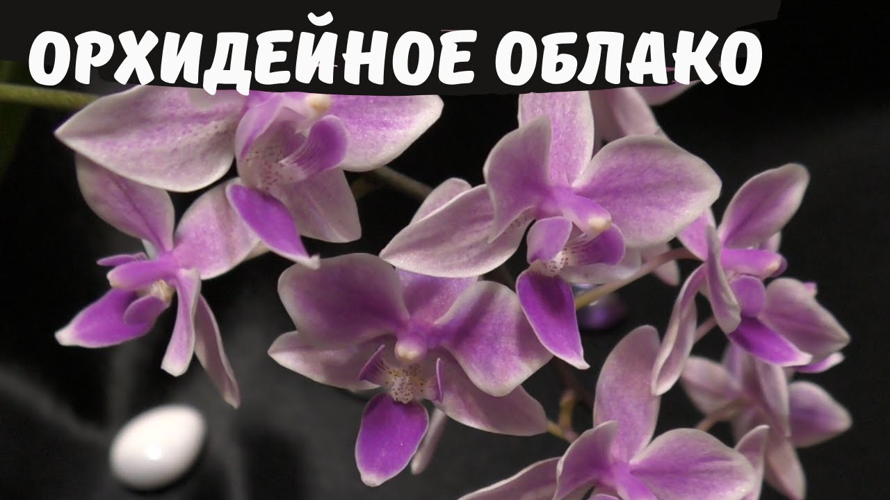Цветочное орхо-облако. Willd Orchid. Phal. Jaguar (pink)