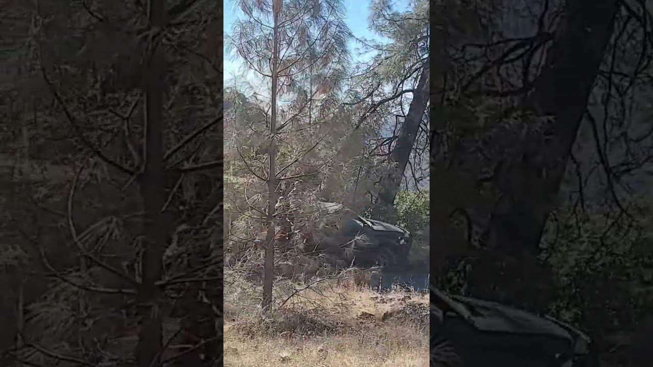 Bringing hay down into the canyon in Forest Ranch California #hayday #goatgrazing #sheepgrazing