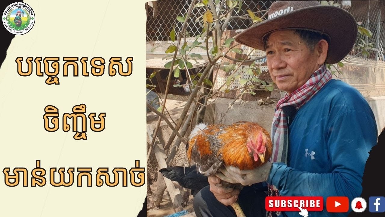 បច្ចេកទេសចិញ្ចឹមមាន់យកសាច់មាន់ខ្មែរ