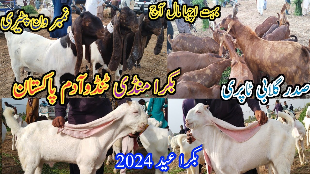 Tando Adam Bakra mandi | latest update today | patari Goat | Bakra Eid 2024 | date 05/08/2023