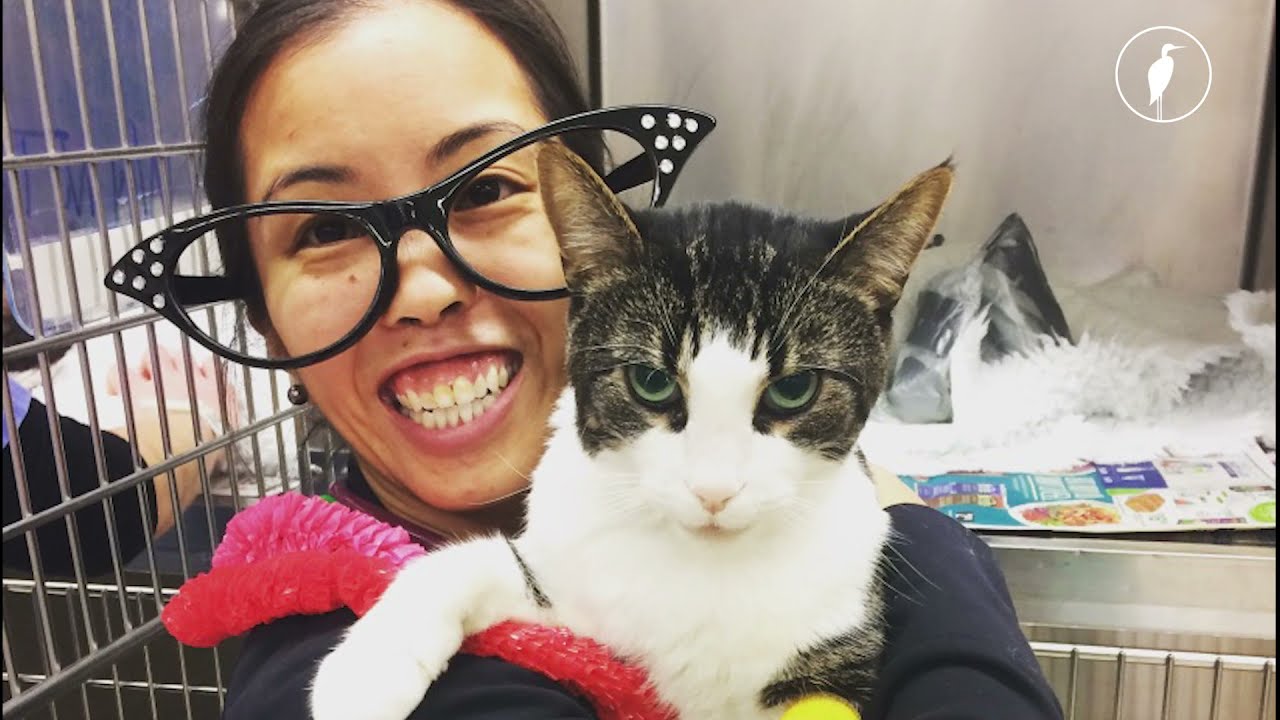 Meet Dr. Kim Hooi | veterinary small animal internist