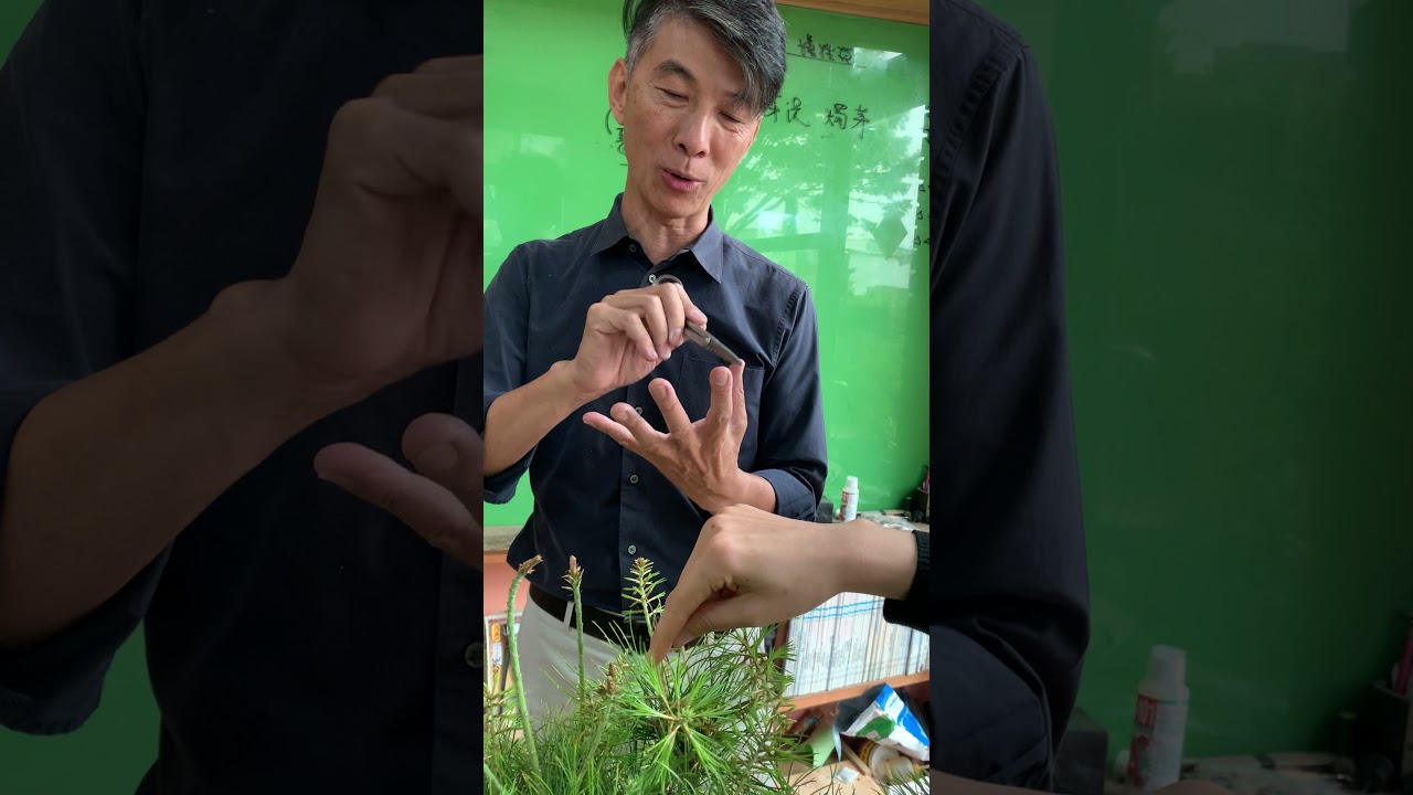 劉立華老師五葉松剪芽教學ㄧ