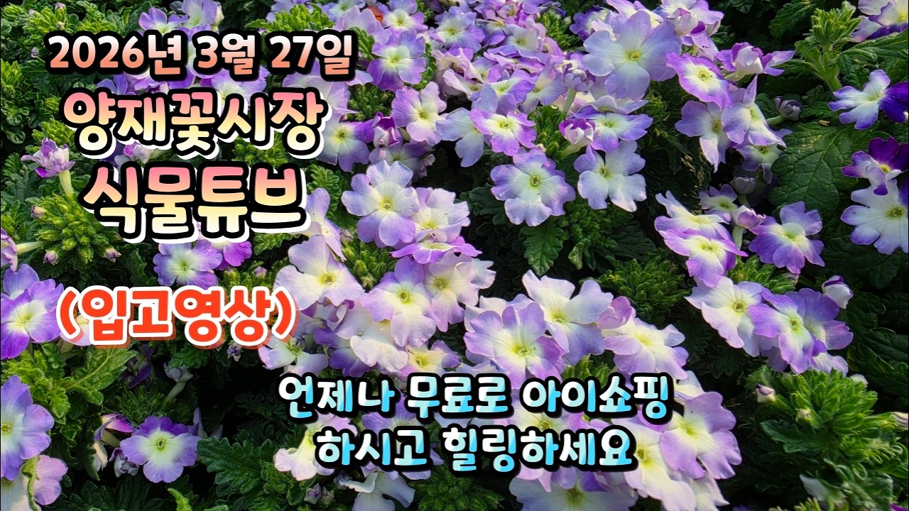 봄~ 봄~ 봄~ 이 왔어요~~~  싸게 판매하는 꽃들 보시면서 힐링타임 및 아이쇼핑 하시길 바랍니다~~~ !!!!  #양재꽃시장 #식물튜브 #식물아빠 #여광일