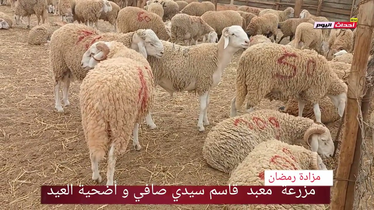 أضحية العيد ببلدية سيدي الصافي مزرعة  معبد قاسم جوابرة 07~06~2024