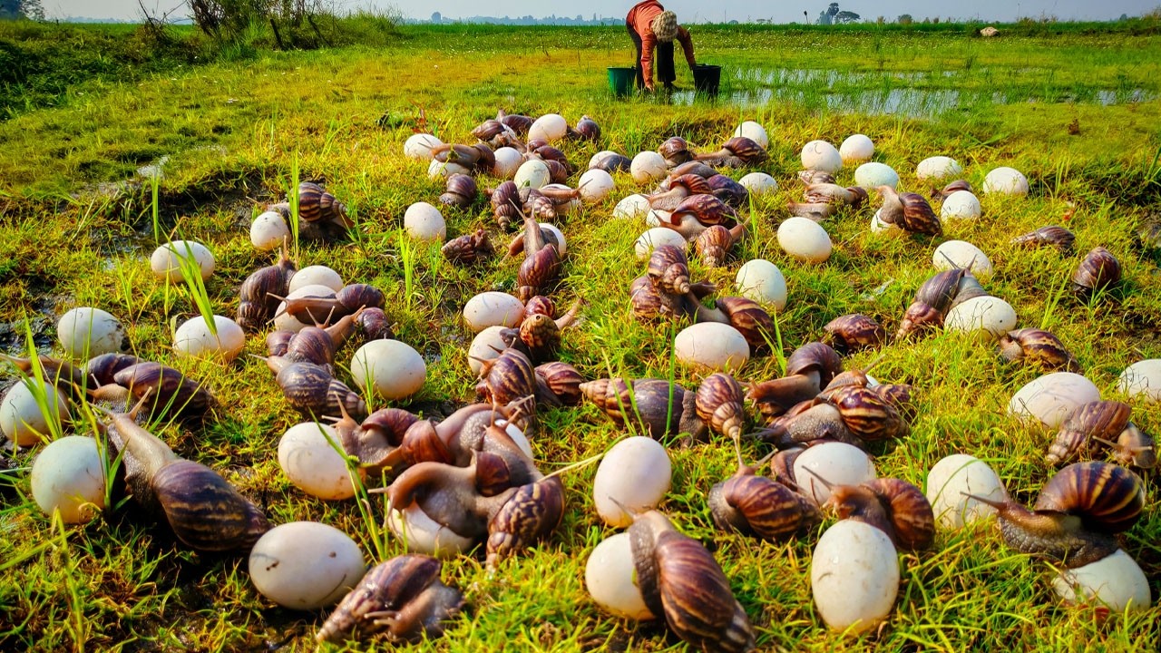amazing - harvest duck eggs & strange snails a lot near the waterfront by hand a female farnar