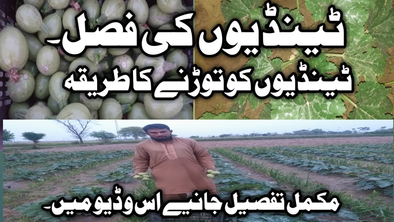Tindi plant |How to grow summer tindi/squash Tindi farming in Pakistan |Squash planting plucking