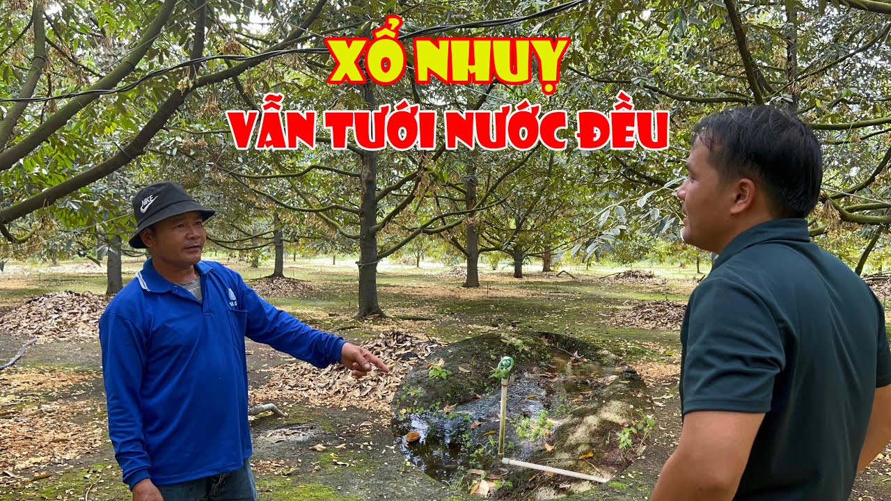 TẬP 2 - XỔ NHUỴ VẪN TƯỚI NƯỚC ĐỀU ĐẶN!