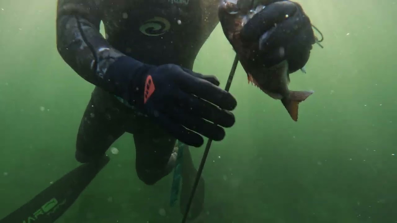 Winter spearfishing
