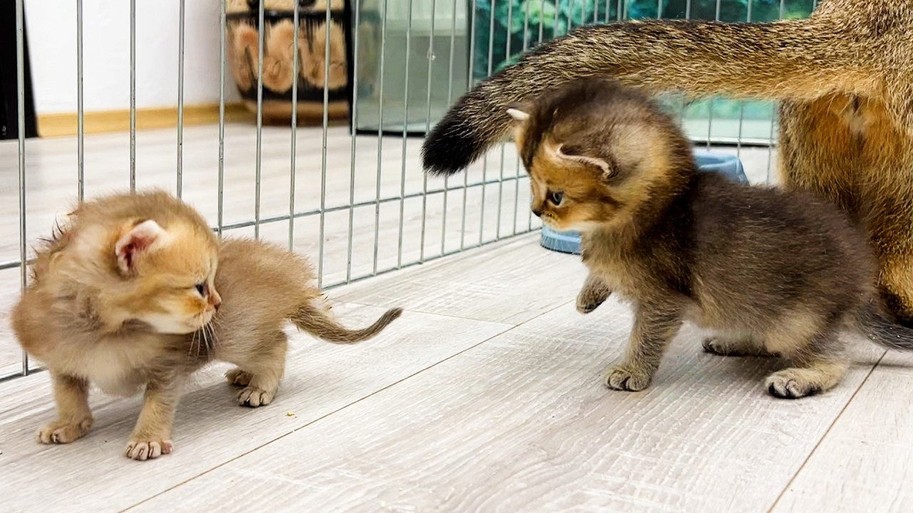 Котята мяукают и дерутся за молоко приемной мамы кошки. Субтитры!