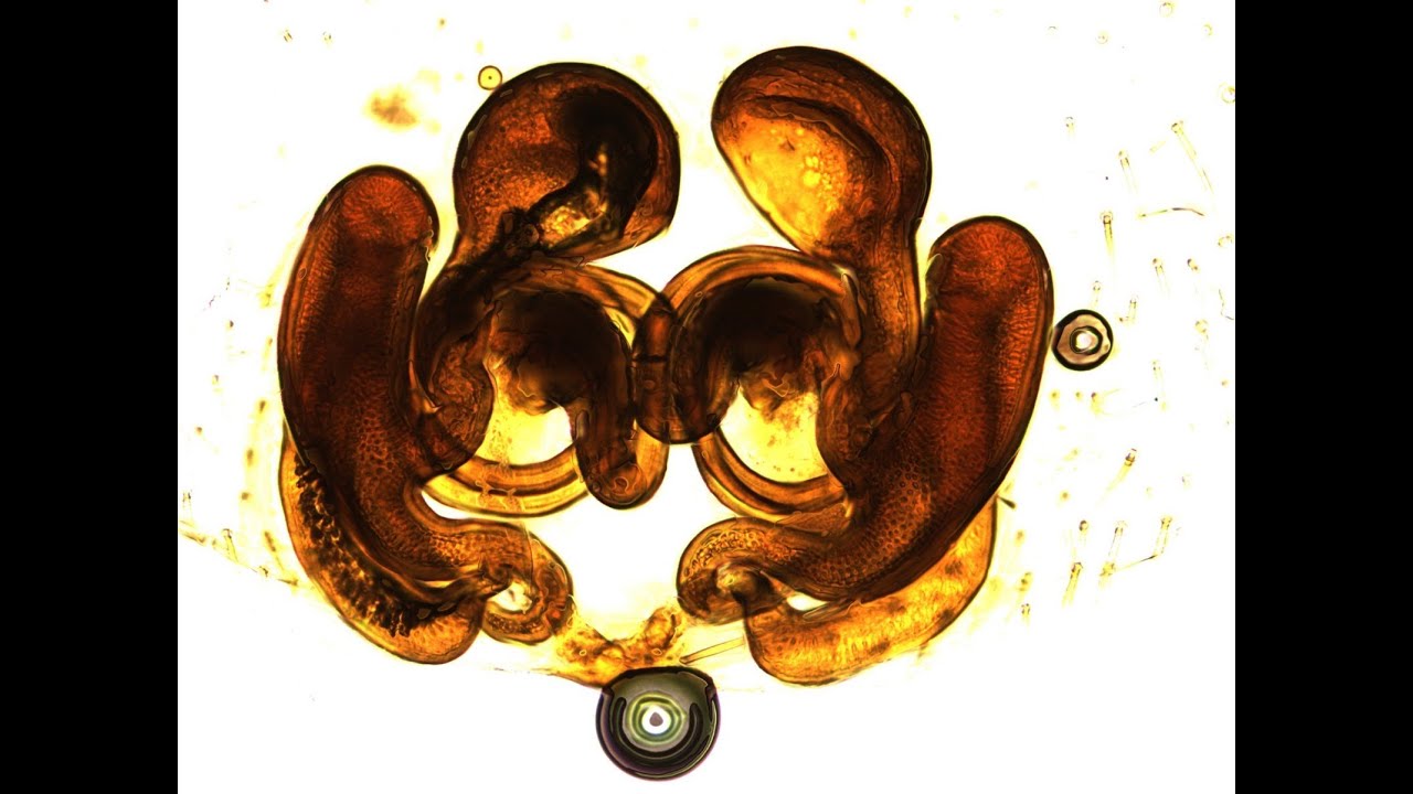 Spider reproductive system: Female