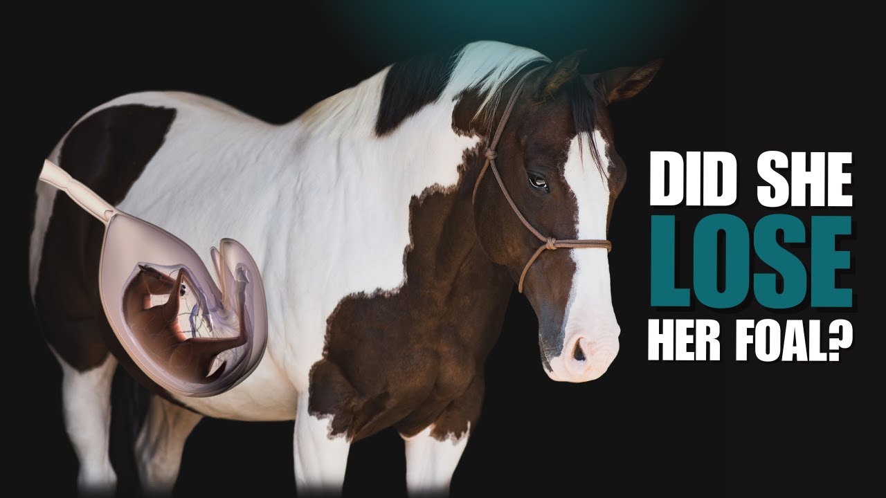 Did She Lose Her Foal?