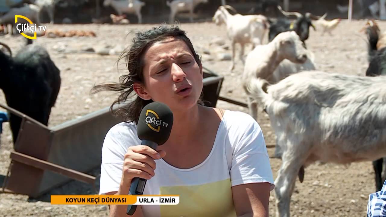 KOYUN KECI DUNYASI/21. BÖLÜM-   URLA IZMIR