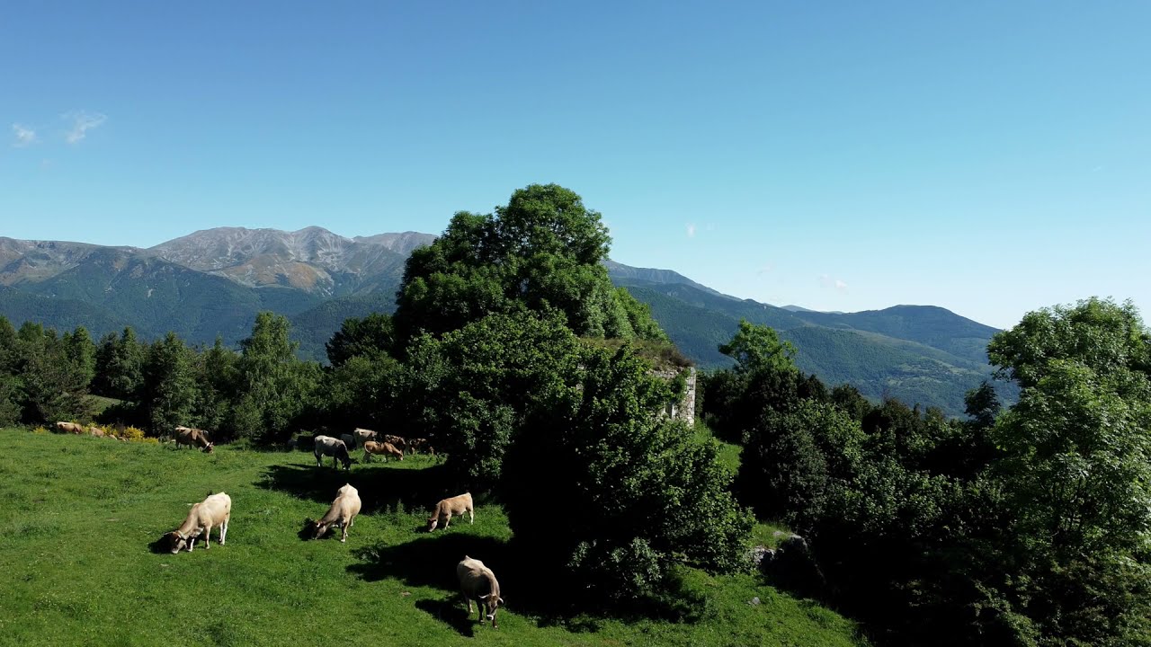 La chapelle St Marguerite ...avec les vaches du Col d'Ares .