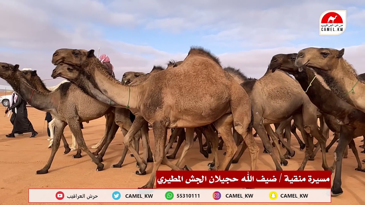 مسيرة منقية : ضيف الله حجيلان الجش المطيري