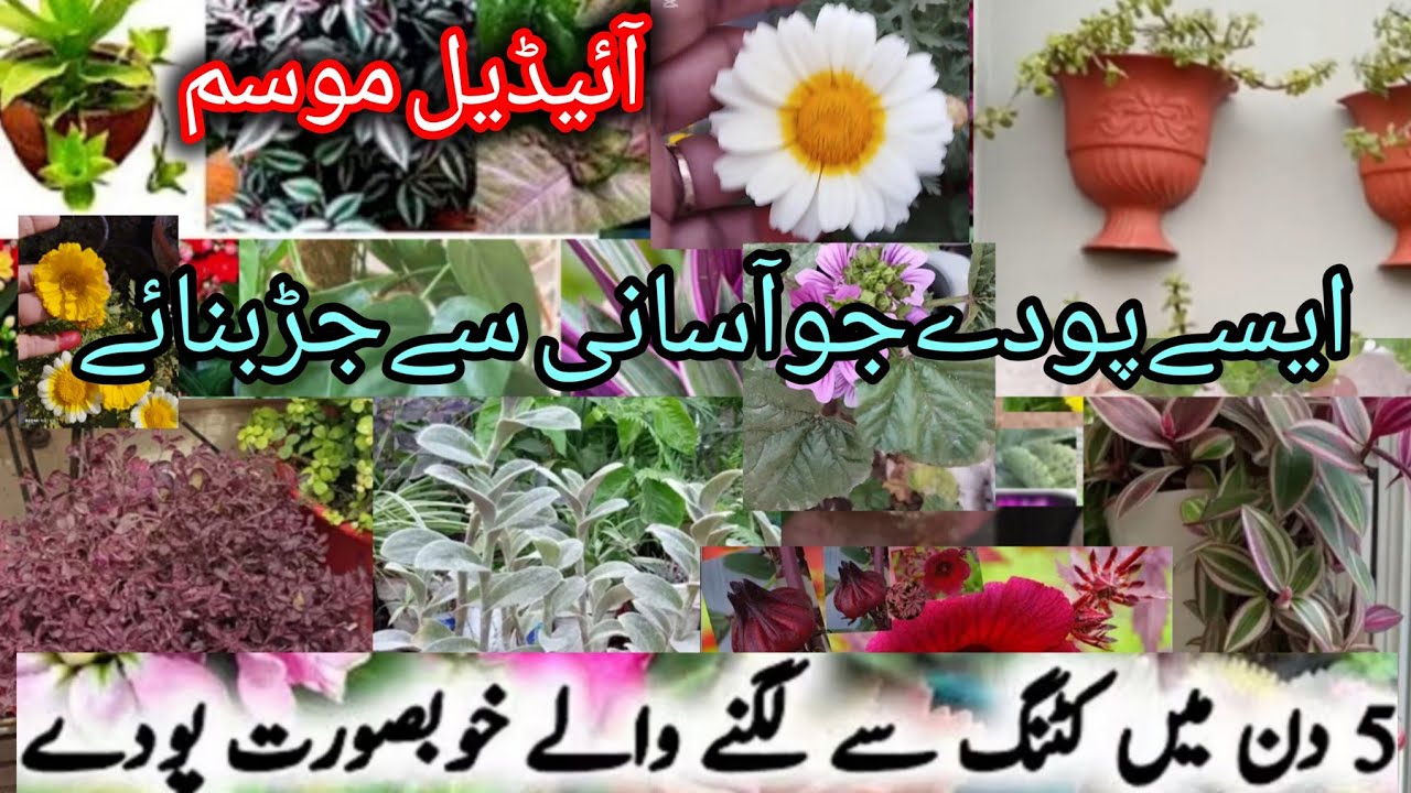 Best Hanging Basket Plants grow From Cuttings/Trailing plants/Basket plants/ Grow Plants cutting