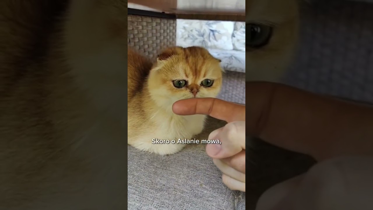 Tak to wygląda z 2 strony 😆 Michał Ewa dziękuję za super relacje z odbioru kociak&oacute;w 😘😍 #cat #koty