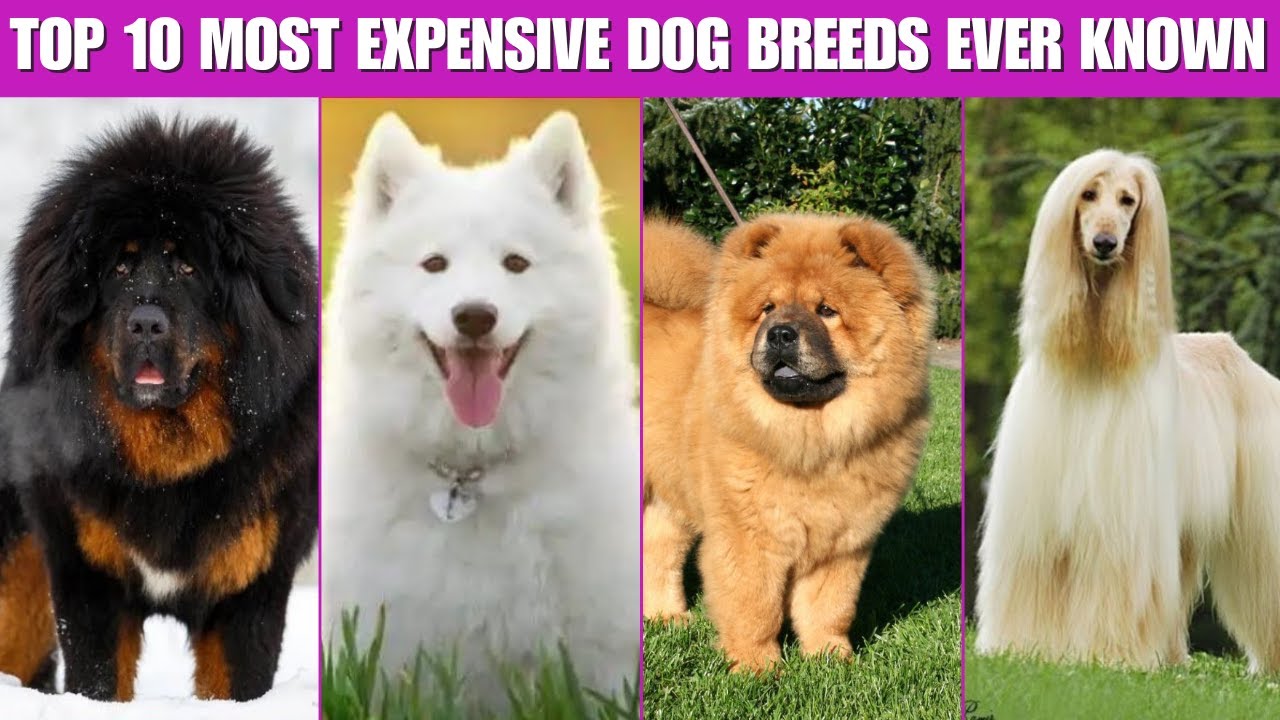 Top 10 Most Expensive Dog Breeds Ever Known! 🐶💰.
