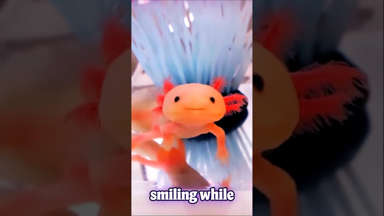 Real-Life Pok&eacute;mon? Meet the Axolotl! #wildlife #animalsaroundtheworld #discovernature