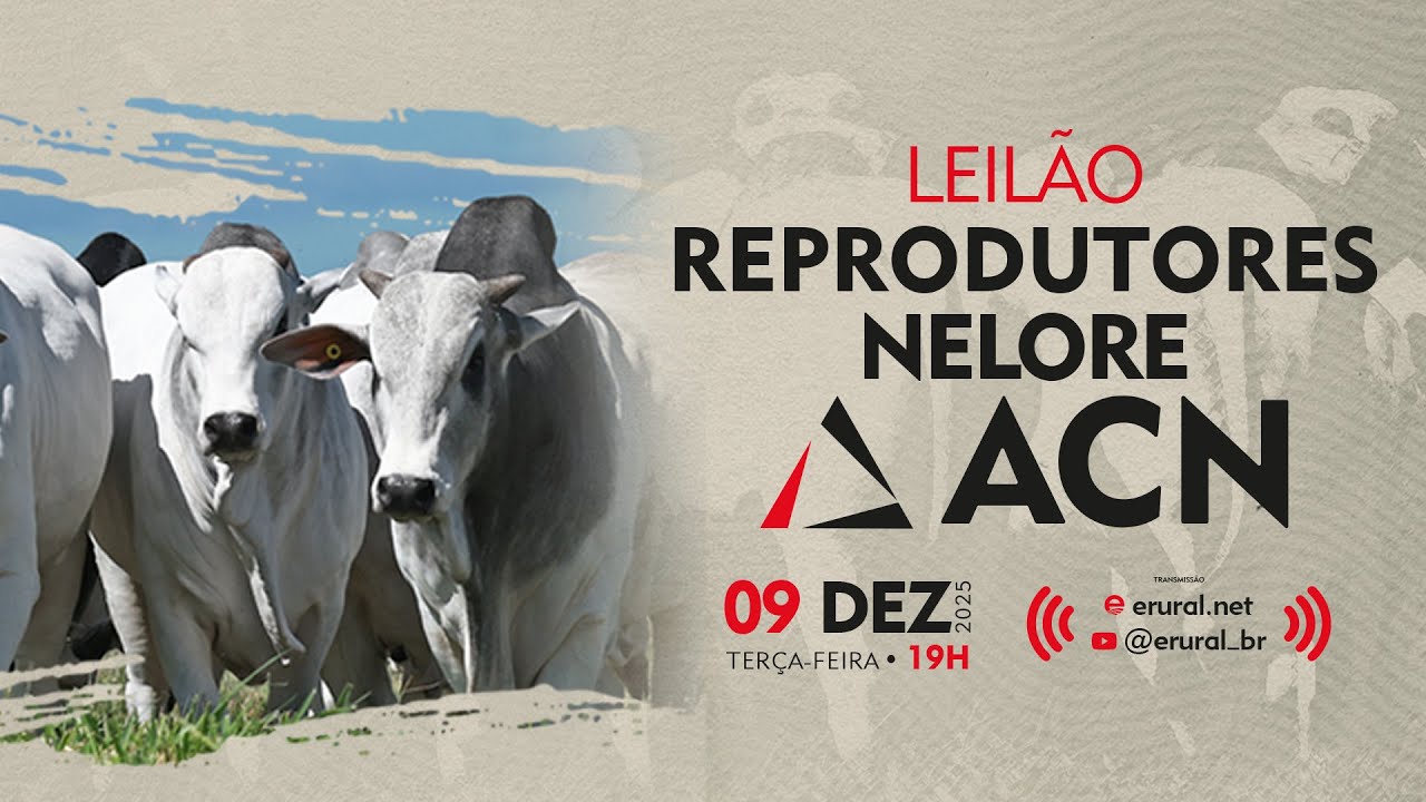 Leilão Reprodutores Nelore ACN