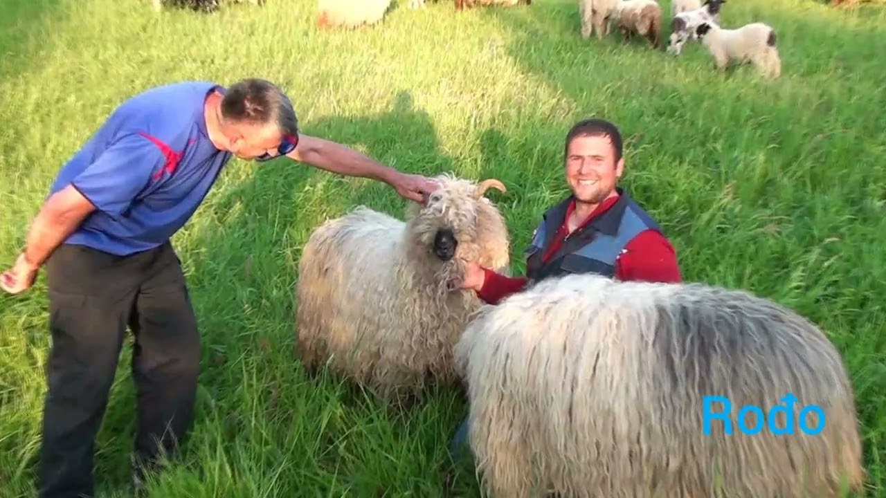 Mustafa Jašić sa lijepim stadom.ima ovna koi ima 140 kg.