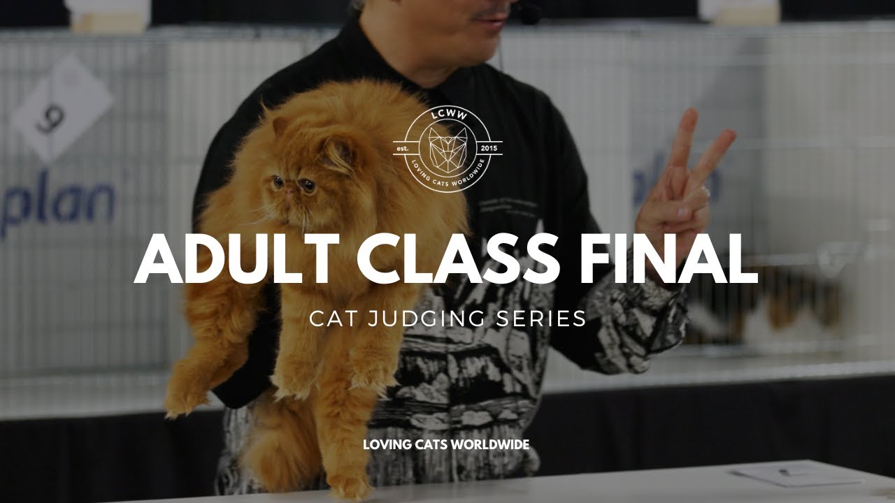 Оценка кошек: финал класса взрослых на Stafford Cat Extravaganza 2023