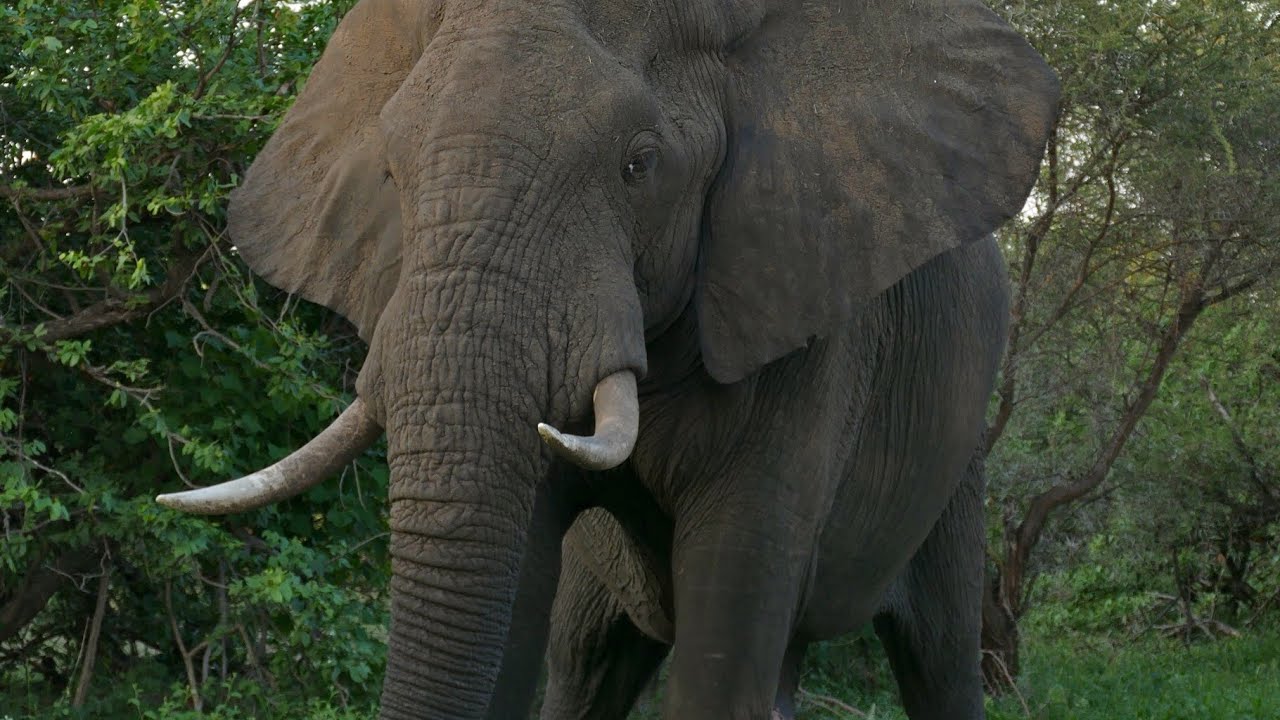 #elephant #channa 