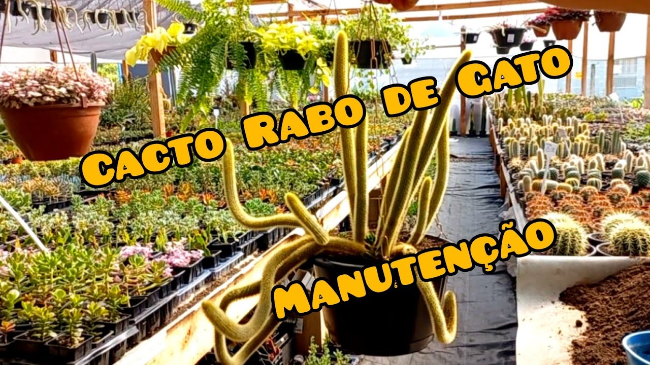 Cacto Rabo de Macaco Como Trocar de vaso de forma R&aacute;pida e f&aacute;cil!
