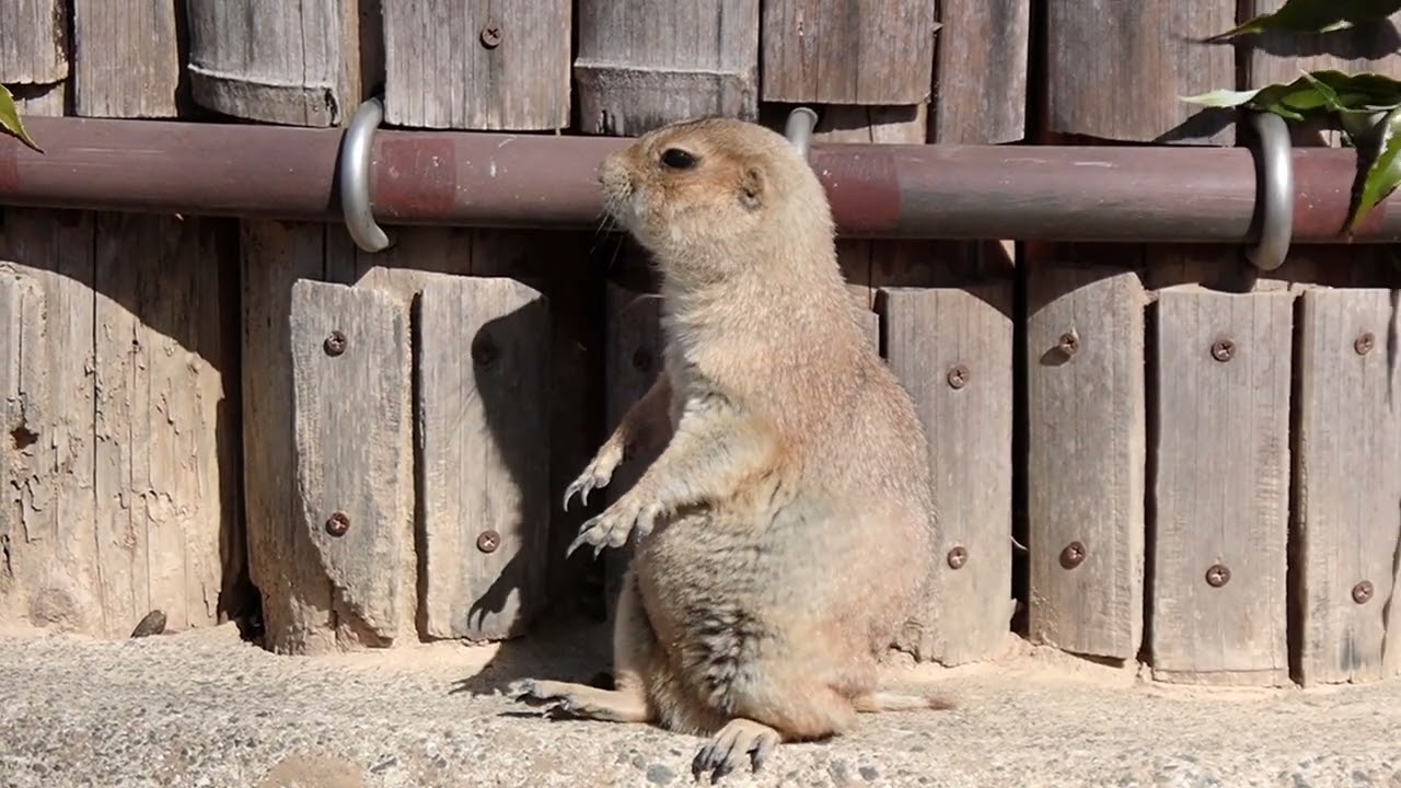 プレーリードッグ＠熊本市動植物園26/2/13