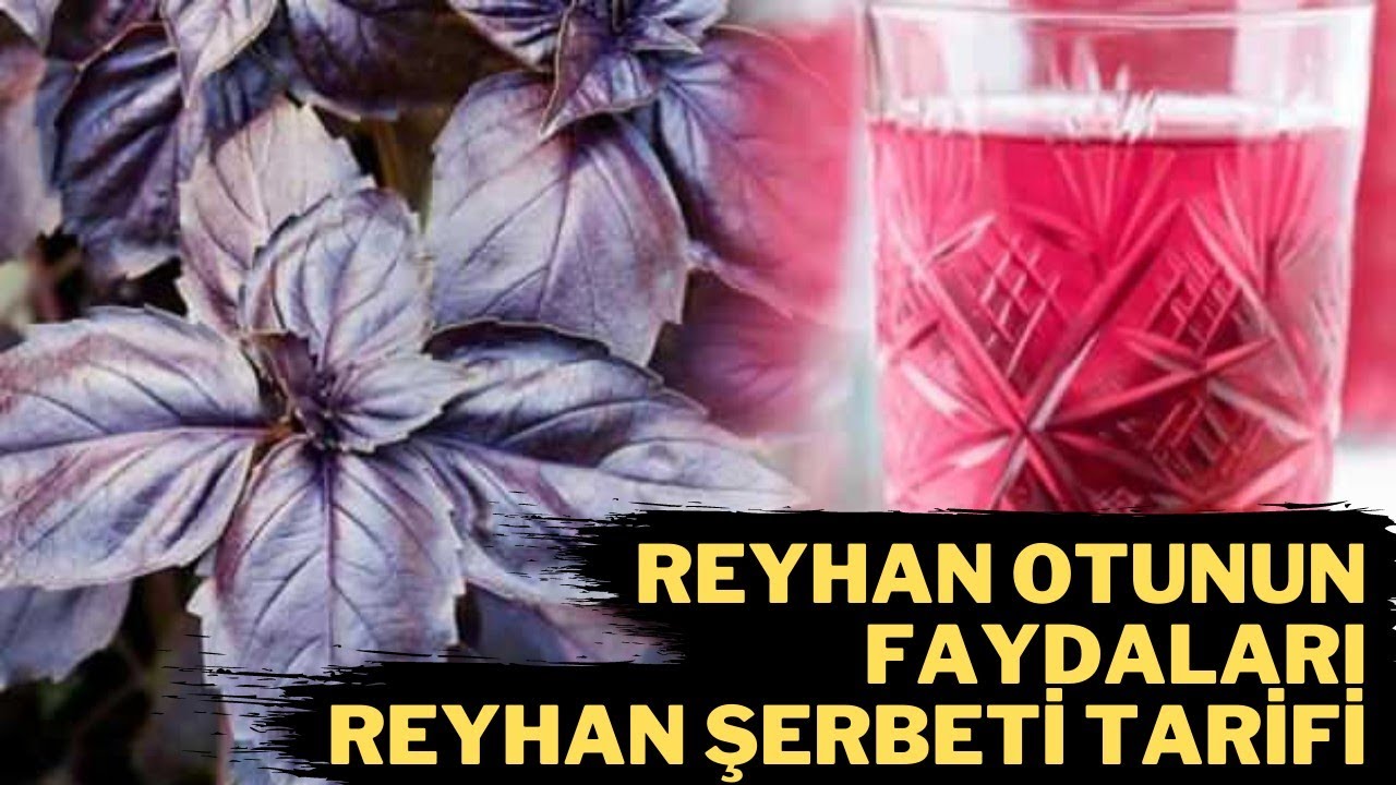 REYHAN OTUNUN İLGİNÇ FAYDALARI - (Reyhan Şerbeti Nasıl Yapılır? - Reyhanın Faydaları)