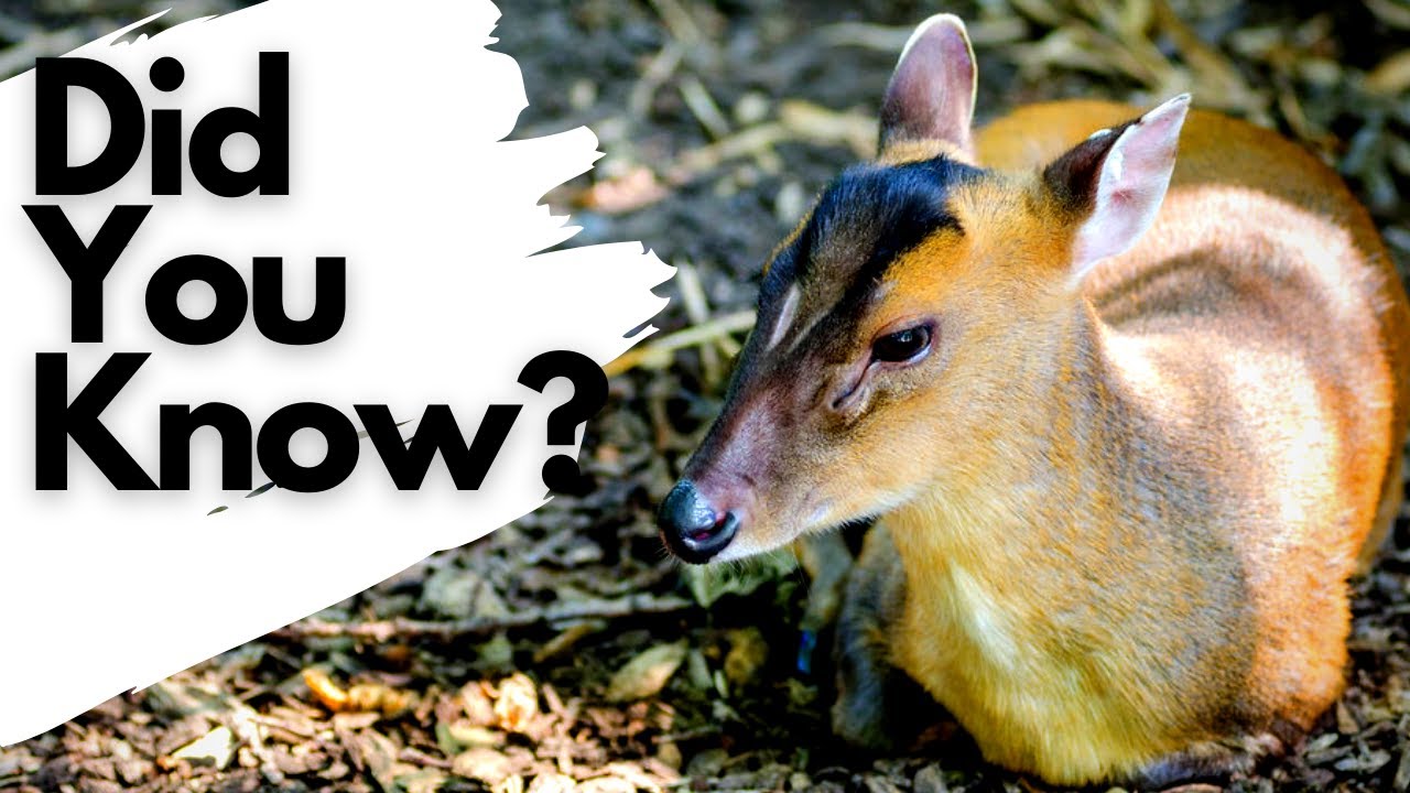 Things you need to know about MUNTJAC!