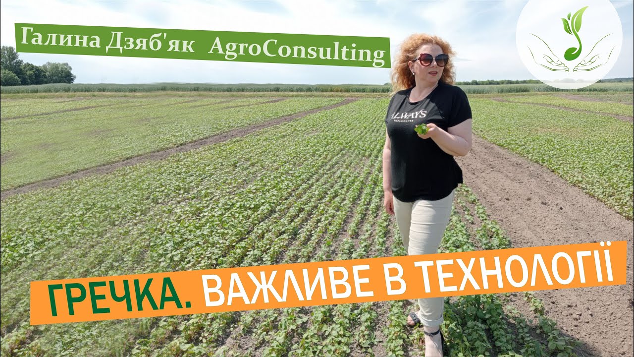 Проблемні точки в технології вирощування гречки. Відповіді на запитання