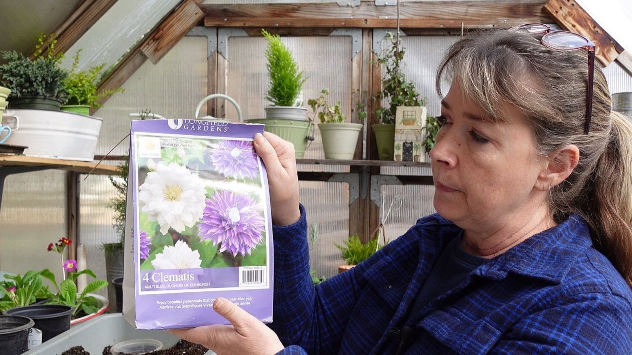 Plant Bare Root Clematis in Pots - Budget Cottage Garden