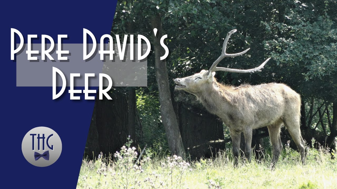 Pere David's Deer