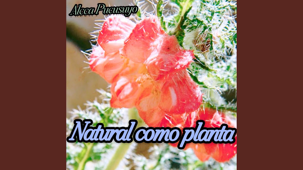 Natural Como Planta