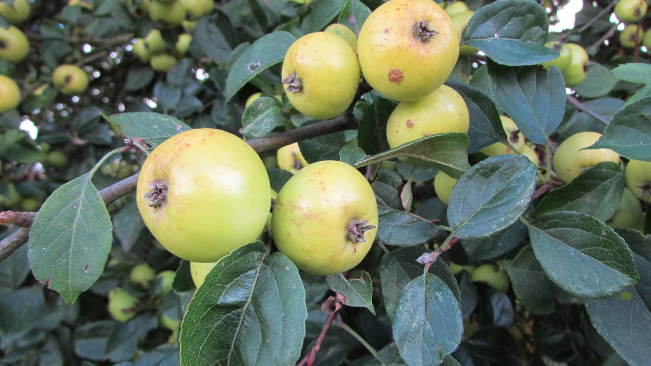 Crab Apples facts & history
