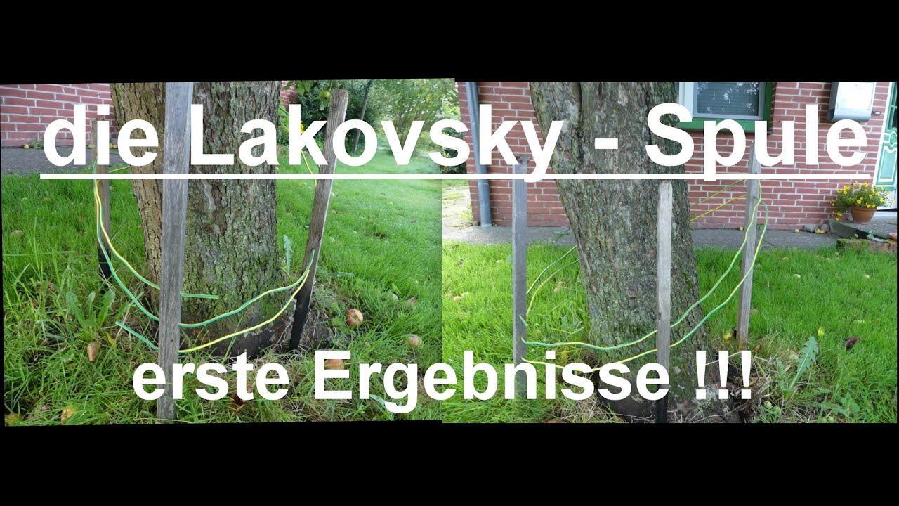 Lakovsky Spule / Vitalisierung von Bäumen / erste Ergebnisse