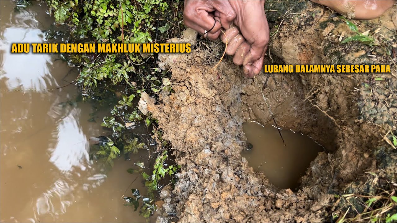 MAKHLUK APA INI YANG BERSEMBUNYI DIDALAM LUBANG SEBESAR PAHA ORANG DEWASA