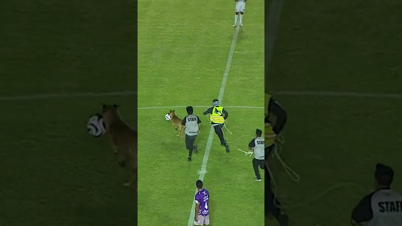 Dog Steals Football In Mexico | 10 News First #shorts #football #dog