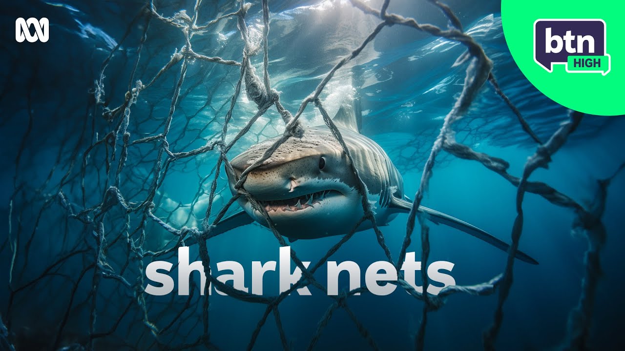 Shark Safety Net or "Curtains of Death" - BTN High