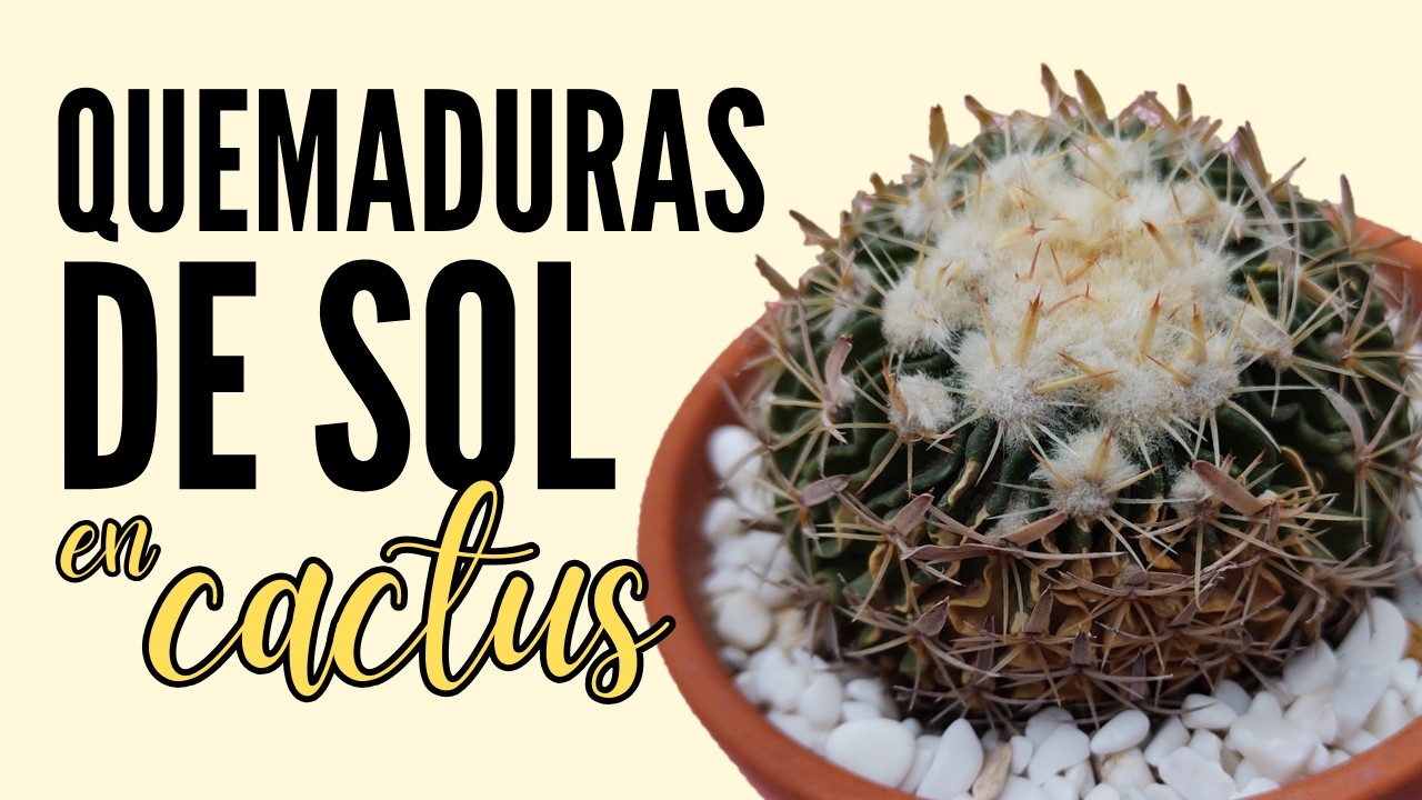 Porque tiene QUEMADURAS de SOL mi Cactus 🔥🌵