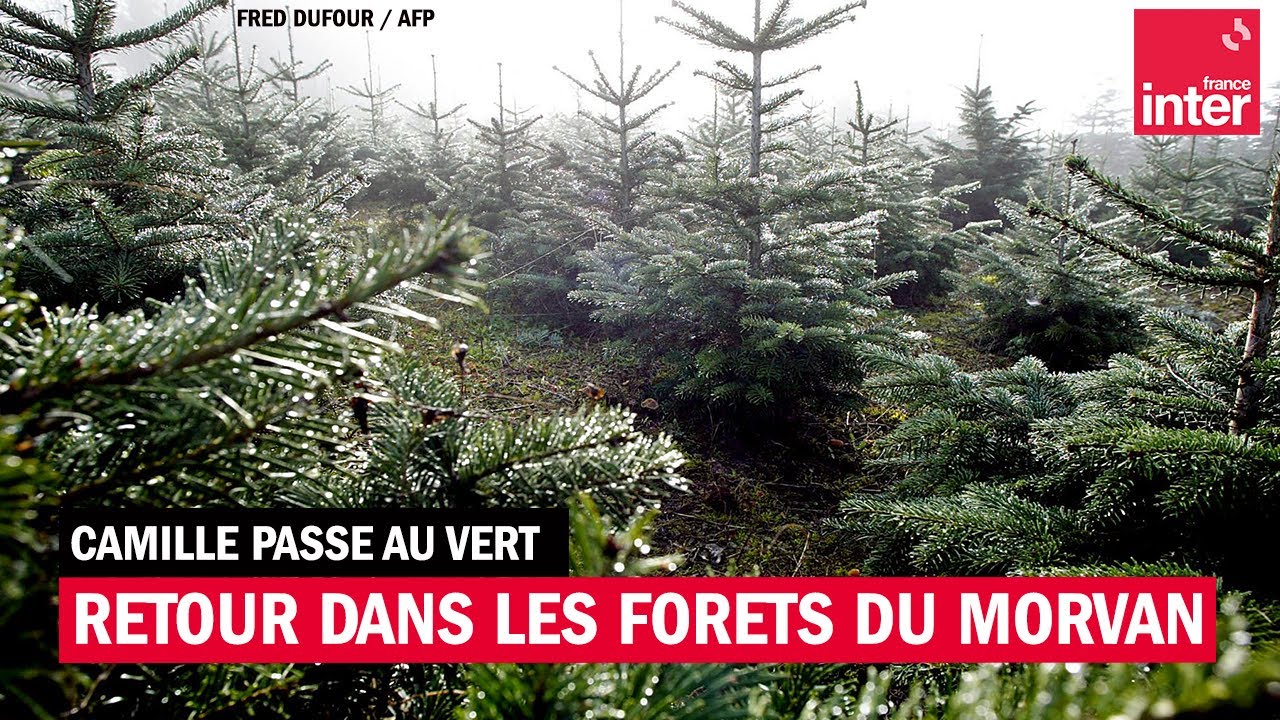 Retour sur les for&ecirc;ts dans le Morvan