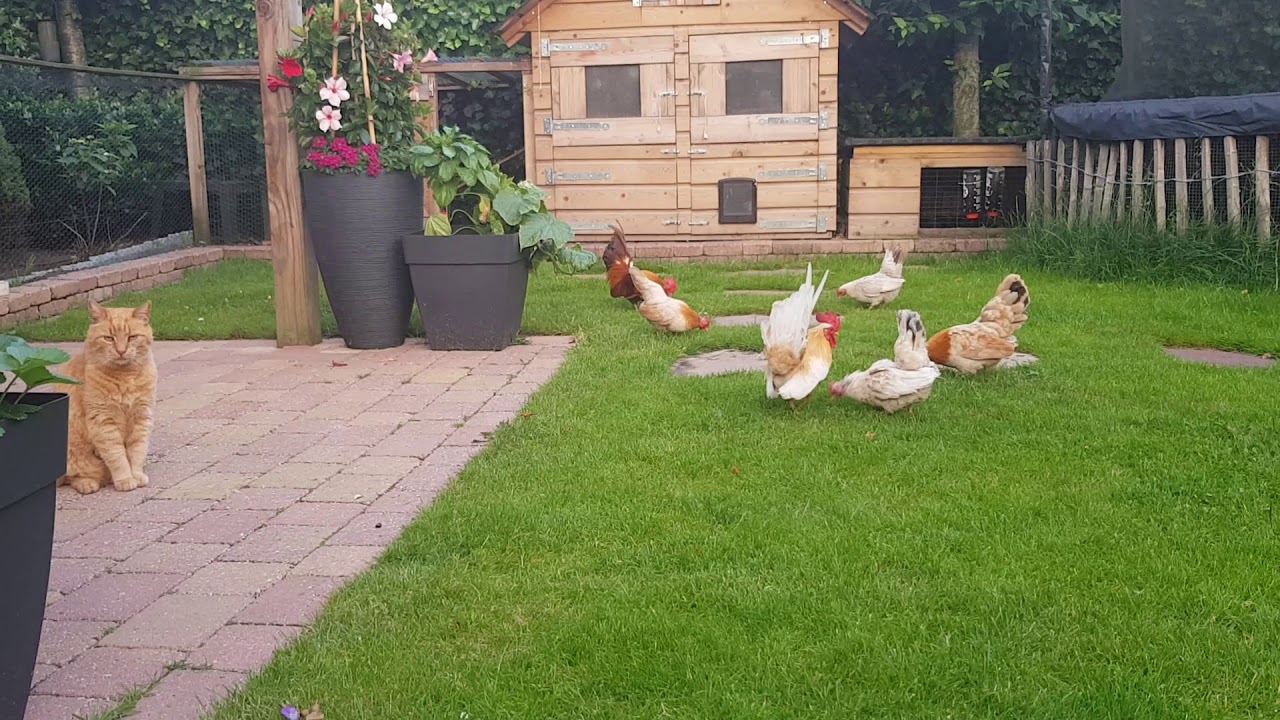 Seramachicken's doing their thing in the backyard 🐥🐓🐔