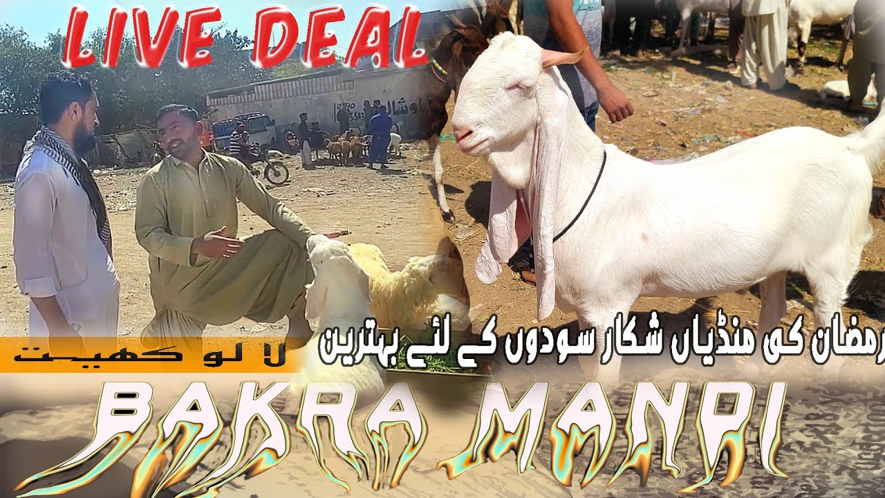 Lalukheit Bakra Mandi l Soda Ho Gya l Ramzan ki Pehli Mandi l Bismillah Cattle 