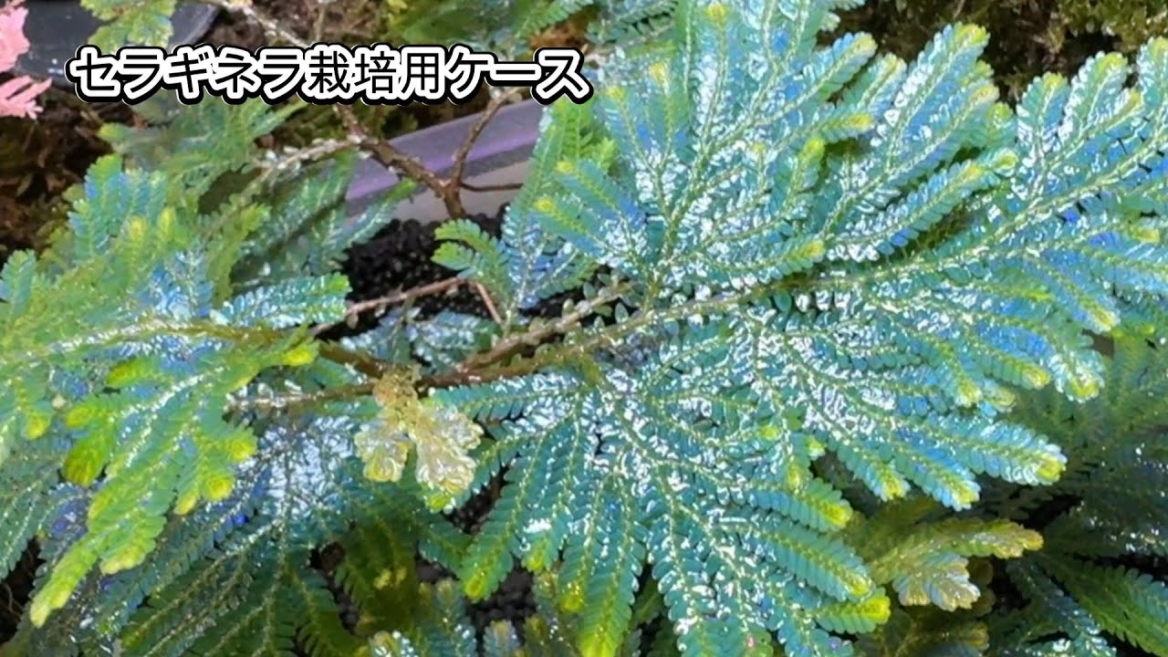 セラギネラ栽培するよ