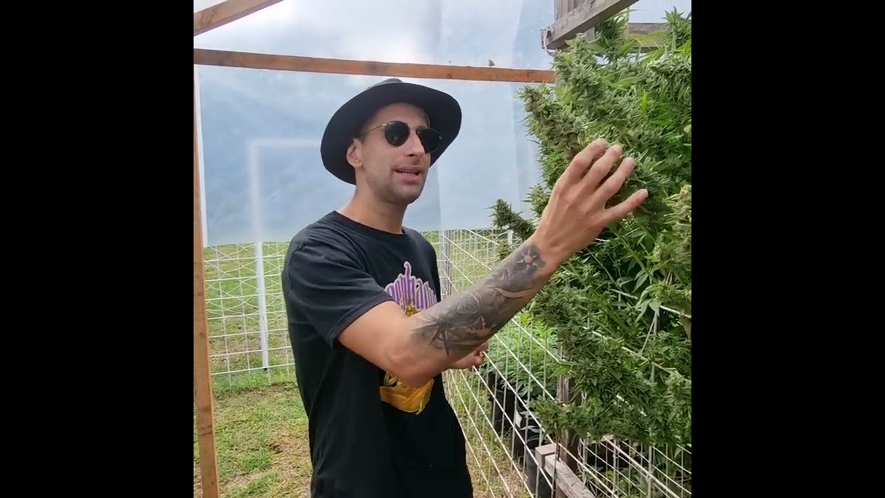 CANNABIS: PLANTA MACHO