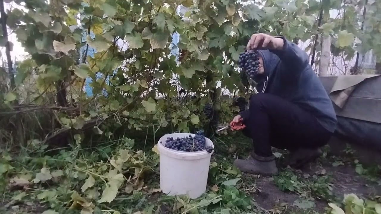 Виноград буффало дозрів