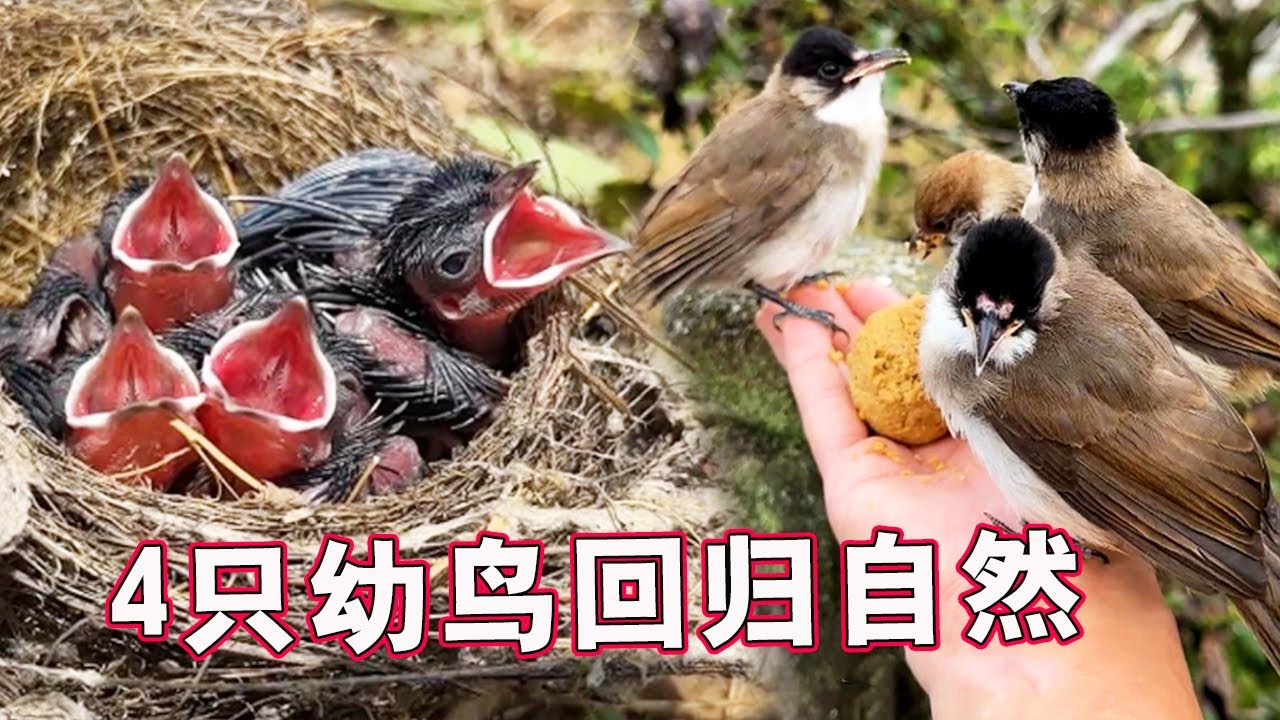 救助4只白头鹎的完整过程丨油菜地捡回来的小生命，胖嘟嘟的，成长的真快！【天下一场梦】
