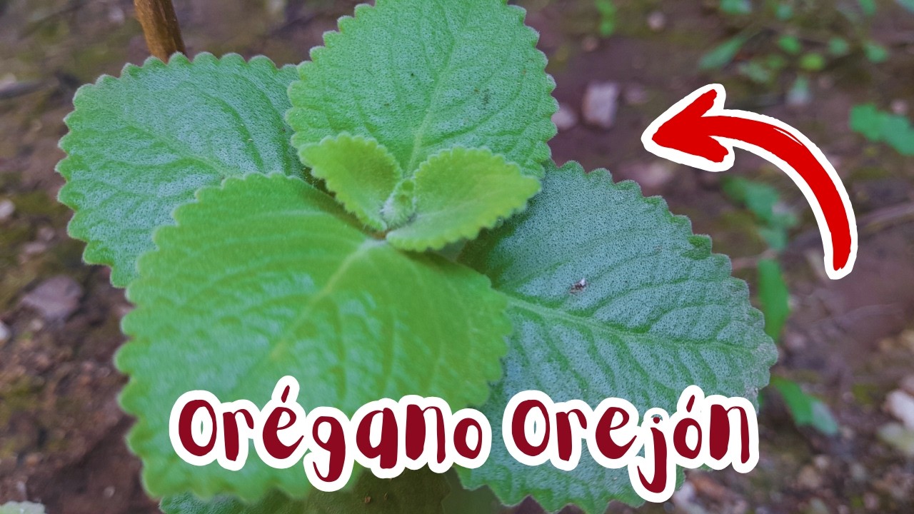LA PLANTA medicinal que debes TENER EN TU jardín 🌿¡Te encantará!😱