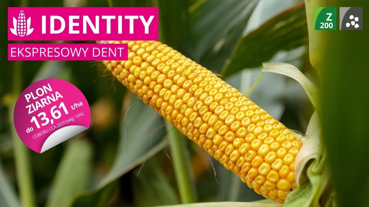 Kukurydza IDENTITY 🌽Ziarno FAO 200